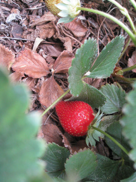 We've been picking strawberries all season