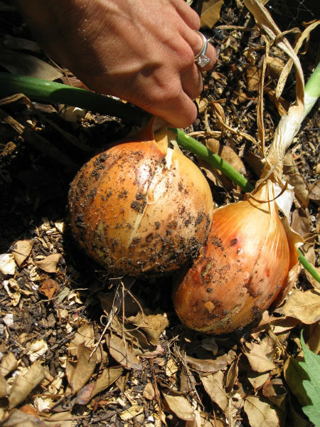 Yellow onions planted from starts took root and took off.