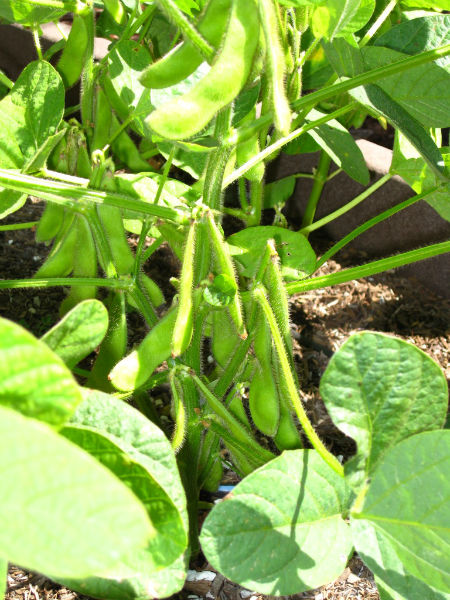 Home grown edamame is better than anything you buy in the store