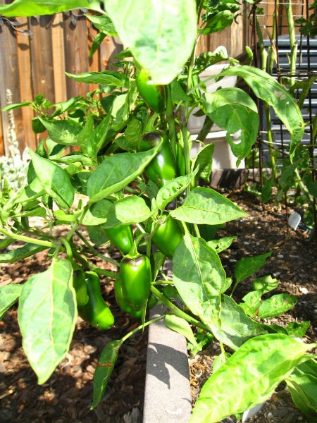 Happy Jalapenos growing in the sun