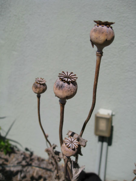 Seed pods turn brown and crisp. 