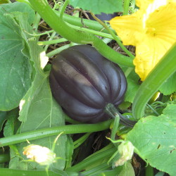 acorn squash