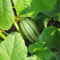delicata squash