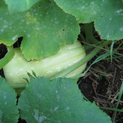 butternut squash