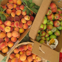 produce exchange1