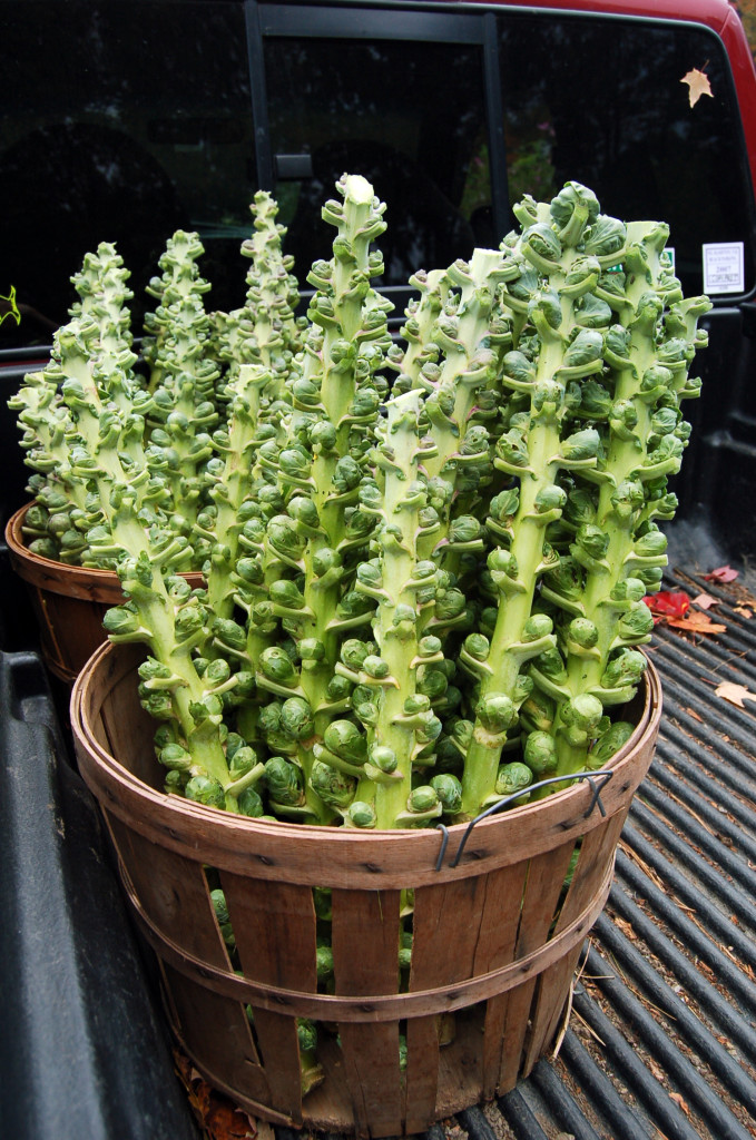 Brussells sprouts freshly harvested