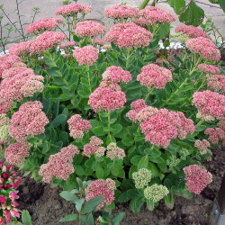 Fetthenne_Sedum_spectabile