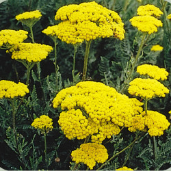 Gold_Yarrow