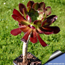Succulent - Aeonium_arboreum