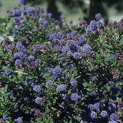 ceanothus