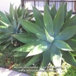 foxtail agave