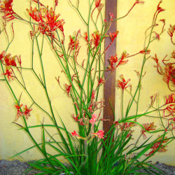 Kangaroo Paw - available in red, yellow and chartreuse