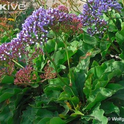 sea-lavender