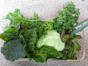 Winter harvest