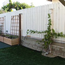 Two new veggie beds surrounded by natives and colorful drought tolerant plants.