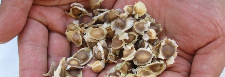Moringa seeds - loose and ready for the taking...swapping.