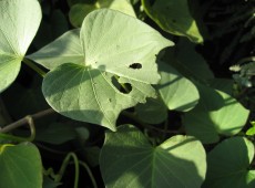 Grasshoppers bite chunks out of the sides of leaves, but can consume entire leaves over time.