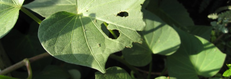 Grasshoppers bite chunks out of the sides of leaves, but can consume entire leaves over time.