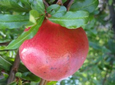One of several Pomegranate trees on the property.