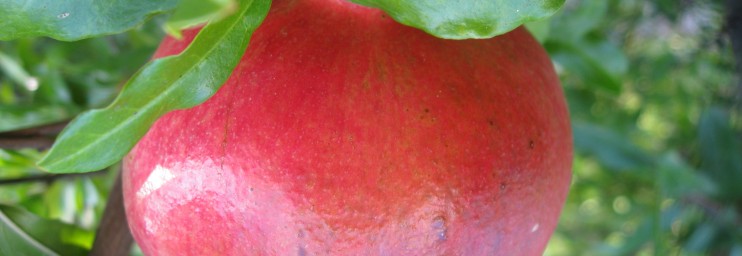 One of several Pomegranate trees on the property.