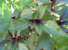 Purple Opal basil