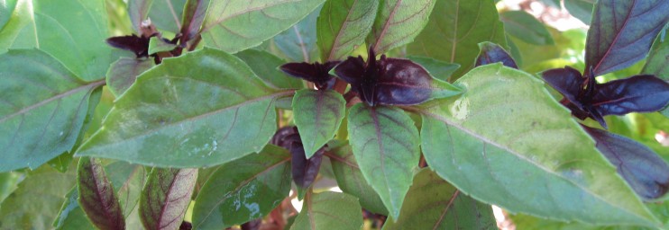 Purple Opal basil