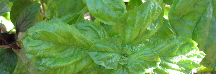 Salad Leaf Basil