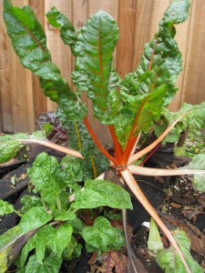 Chard