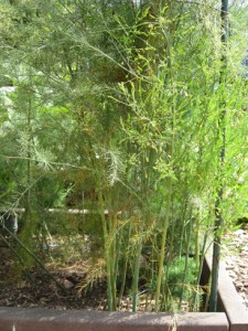 asparagus