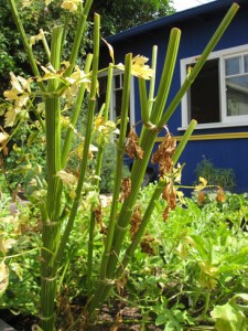 celery done