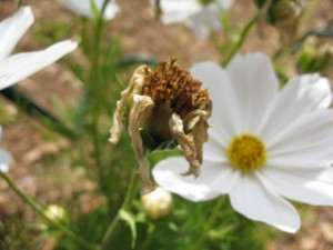 cosmos seeding