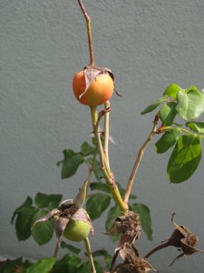 rose hips