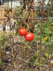 tomatoes end