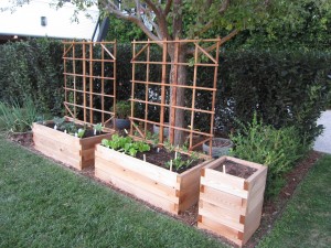 Roybal Starter Garden