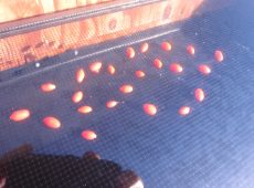 goji berries drying