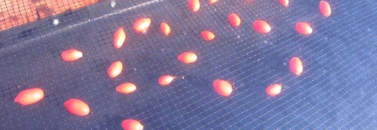 goji berries drying