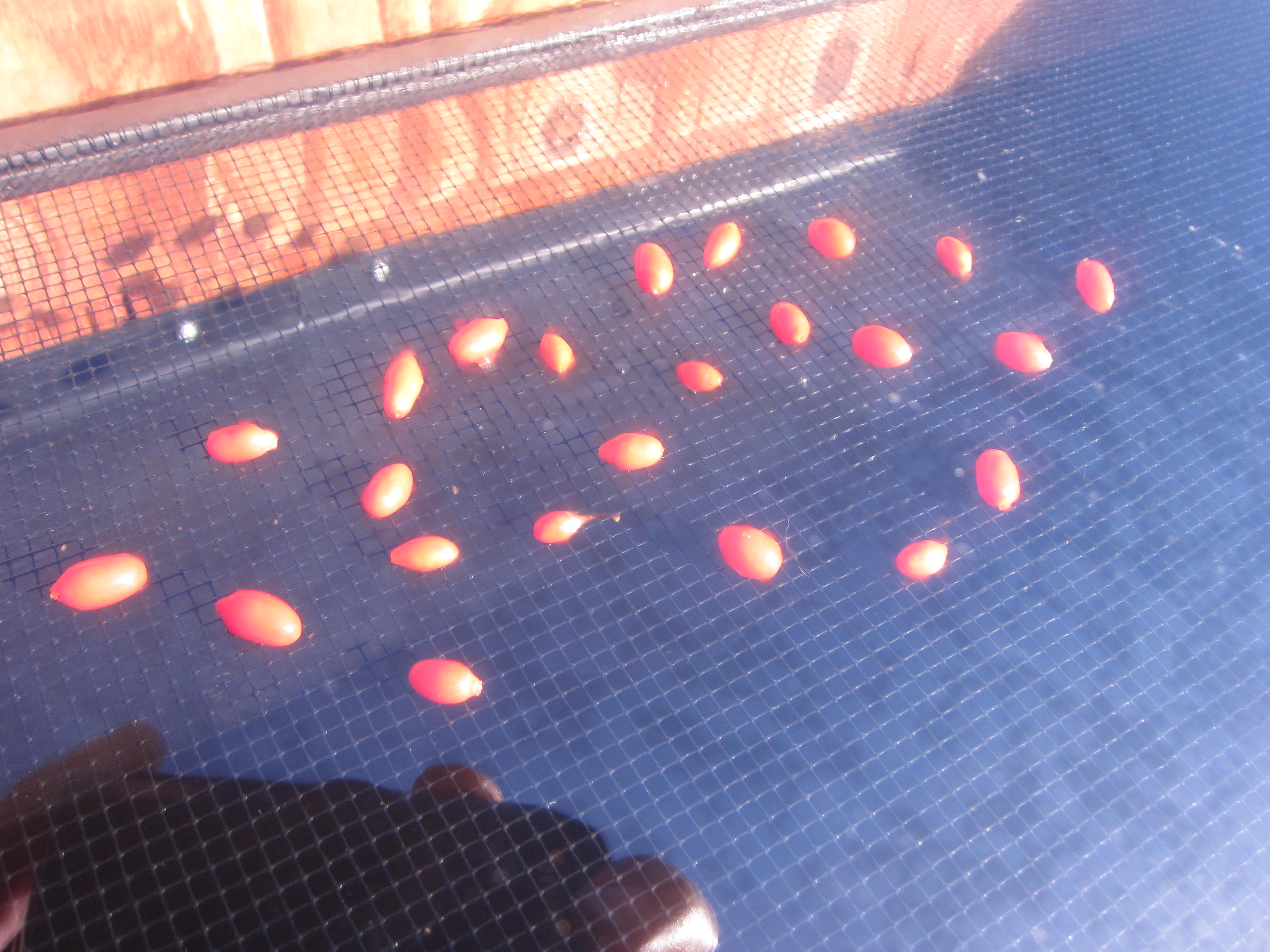 goji berries drying