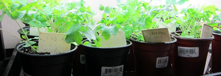 Fall seedlings