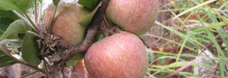 Fuji apple wordless wednesday
