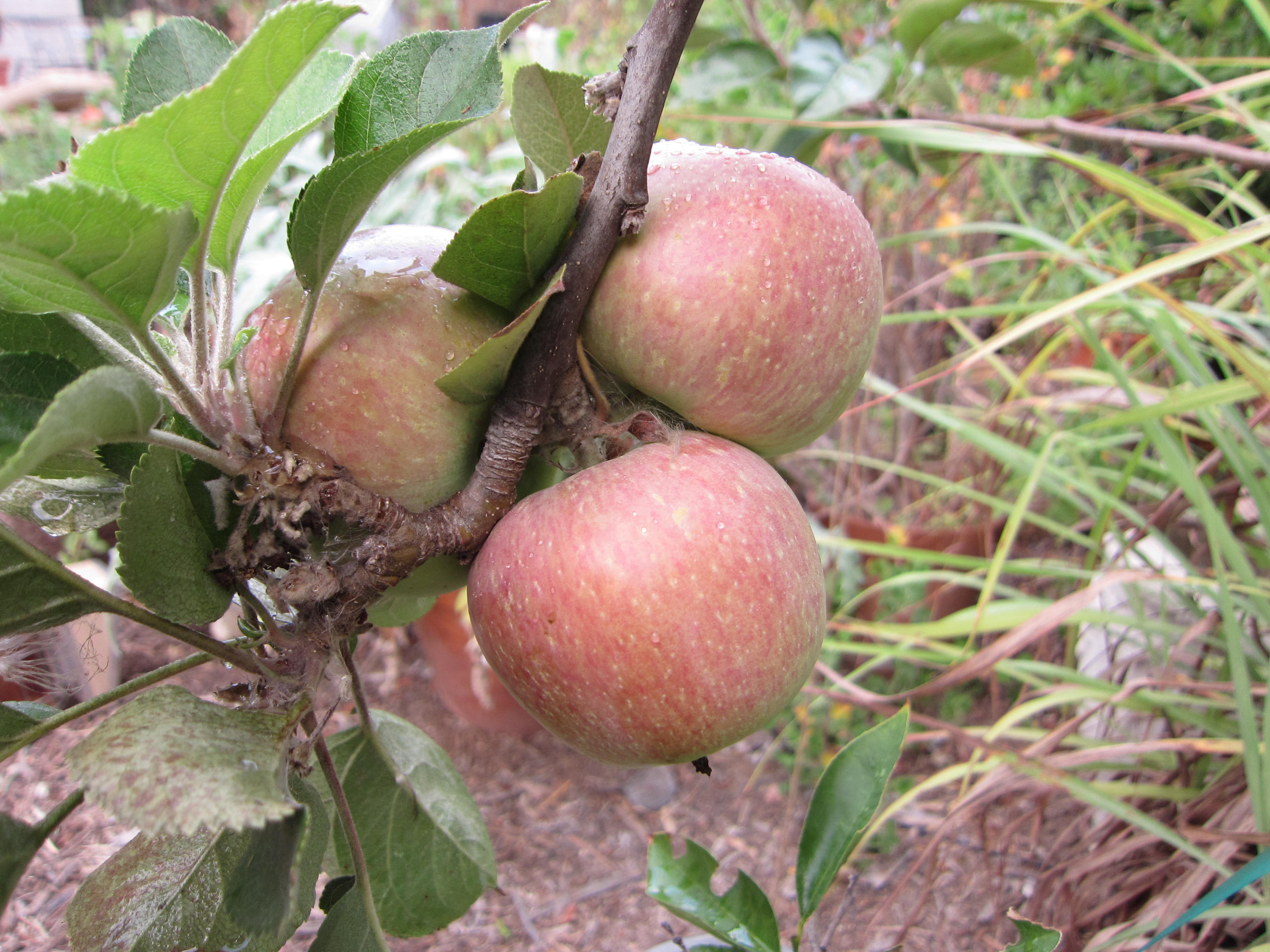 Fuji apple wordless wednesday