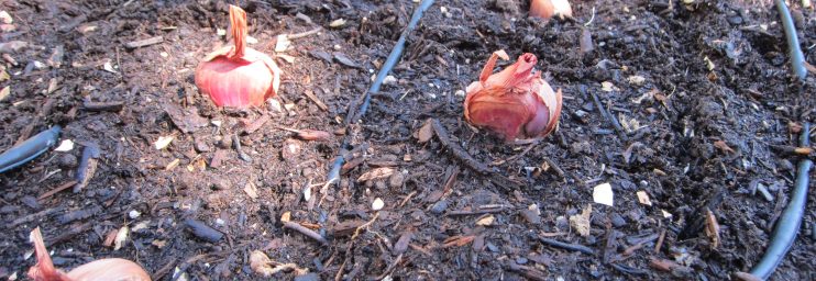 Planting shallots