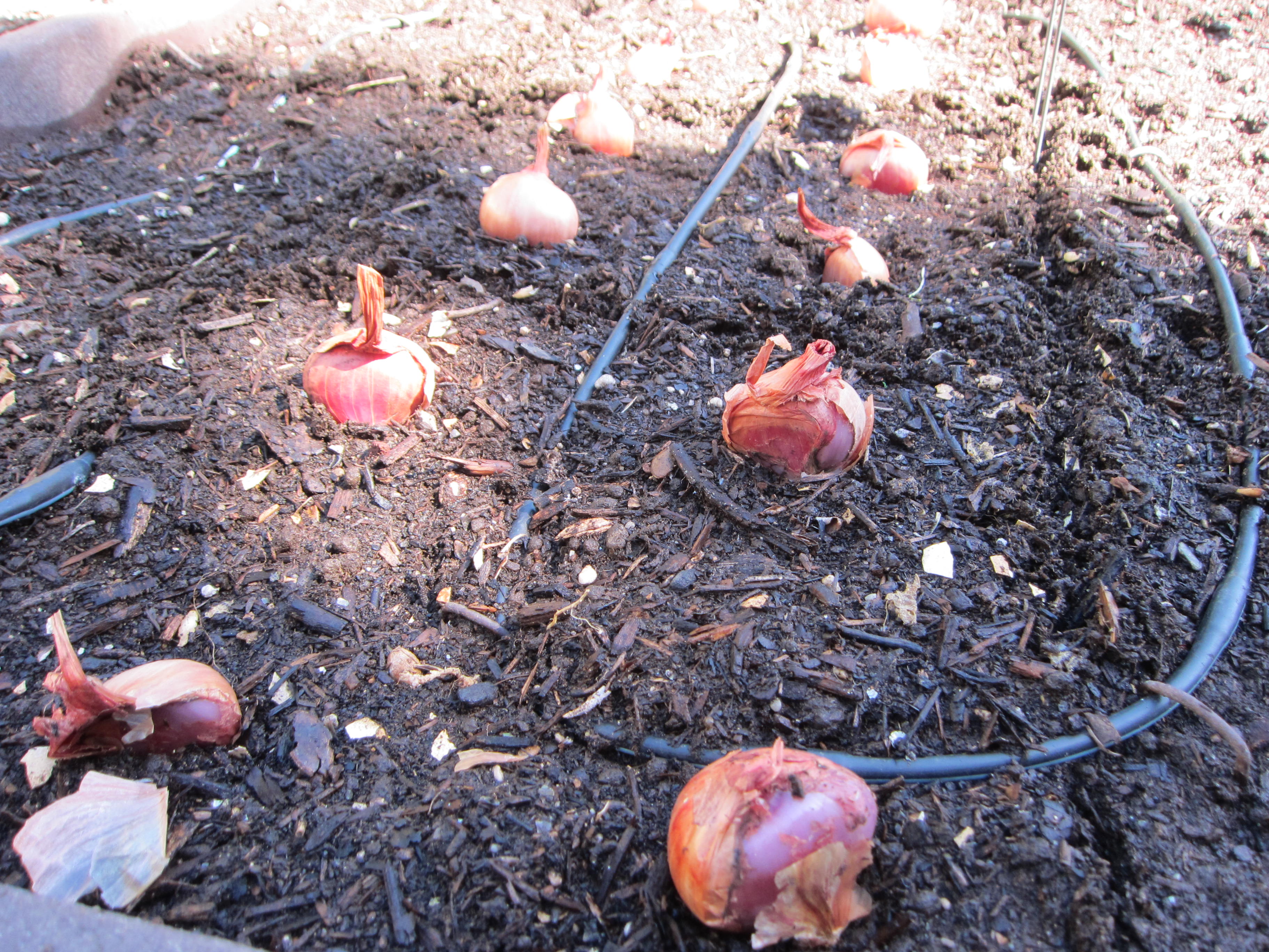 Planting shallots