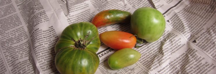 Ripening green tomatoes