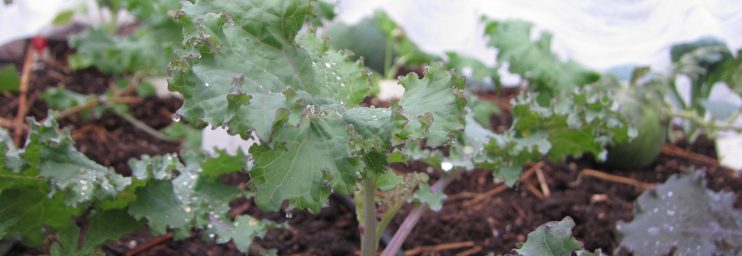 fall Kale planted wordless wednesday